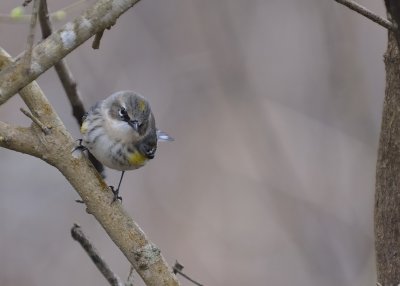 Yellow-rumped Warbler