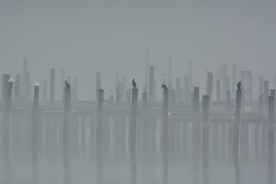 Fog on the Elk River