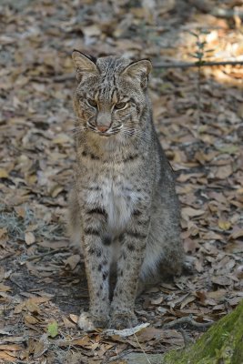 Bobcat