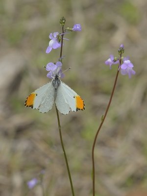 Falcate Orangetip Butterfly (Male)