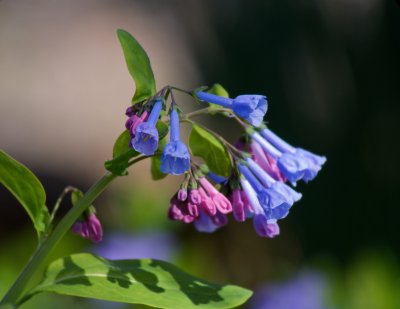 Virginia Bluebells