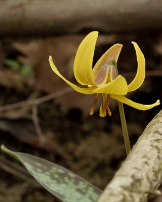 Yellow-trout Lily