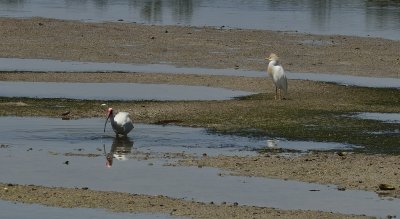 Tidal Marshes - Wading Birds