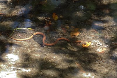 Orange Rat Snake
