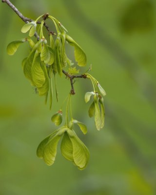 Spring is Green