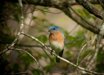 Eastern Bluebird (Male)