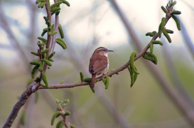 Mr. Carolina Wren