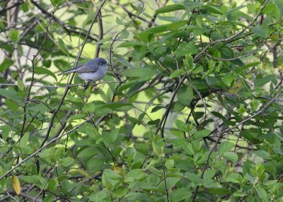 Springtime Blue-grey Gnatcatcher