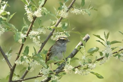 White-throated Sparrow