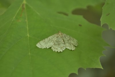 Moth (maybe 2 across)