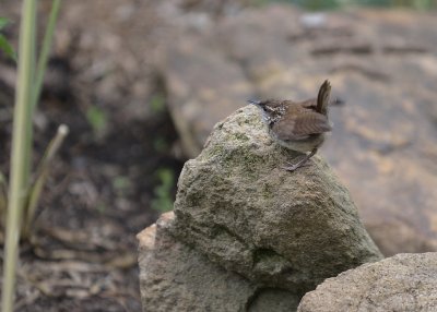 Juvenile Carolina Wren