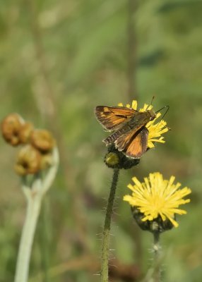 Indian Skipper Butterfly