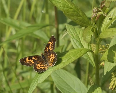 Harris Checkerspot Butterfly