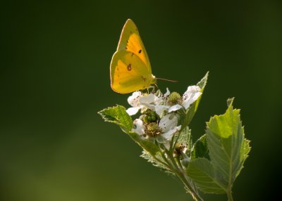 (Clouded or Orange) Sulphur Butterfly