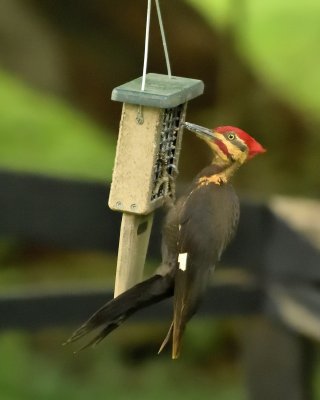 Pieliated Woodpecker (Male)