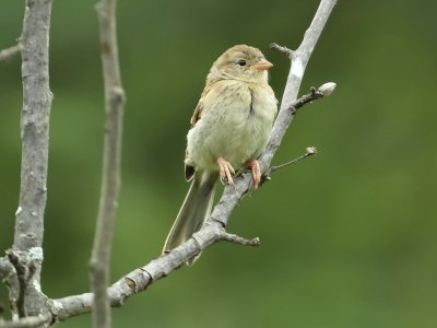 Sparrow