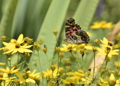 Painted Lady Butterfly