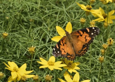 Painted Lady Butterfly