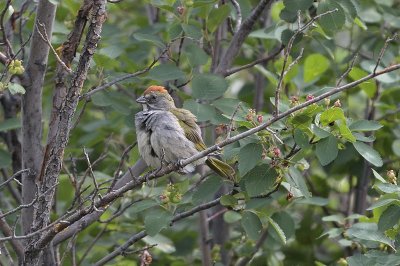 Green-tailed Towhee