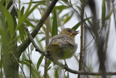 Western Tanager fledgling