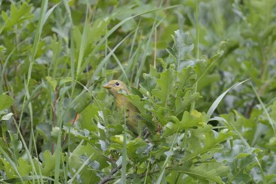 Western Tanager (Female)