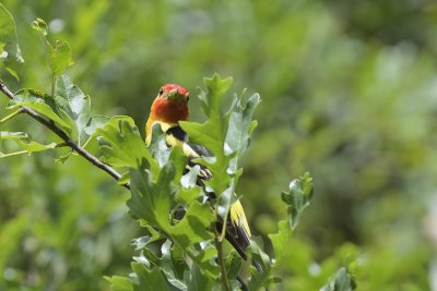 Western Tanager (Male)