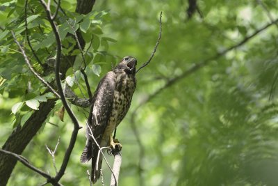 Angry Hawk