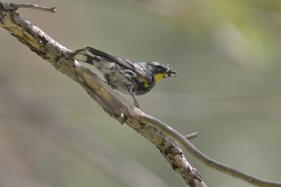 Audubon's Warbler (Male)