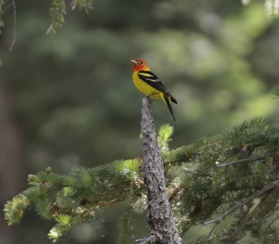 Western Tanager (Male)