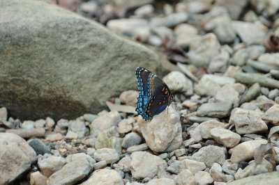 Red Spotted Purple Butterfly