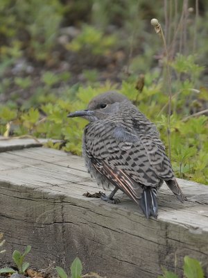 'Red-shafted' Northern Flicker (Immature)