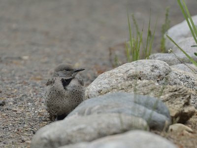 'Red-shafted' Northern Flicker (Immature)