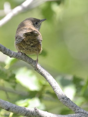 House Wren