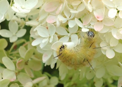 Caterpillar - Acronicta Americana