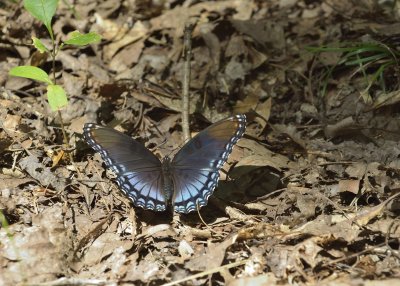 Red-spotted Purple Butterfly