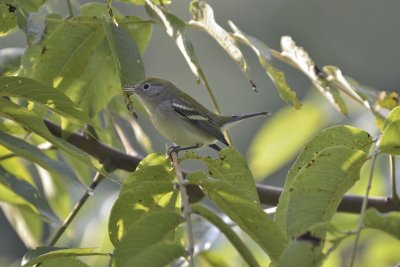 Chestnut-sided Warbler