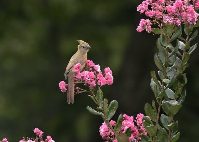 Juvenile Cardinal