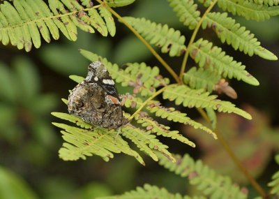 Red Admiral Butterfly