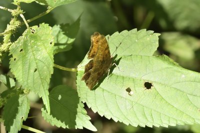 Comma Butterfly