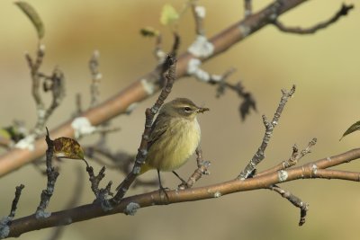 Palm Warbler with Bee