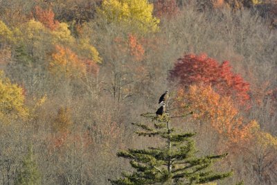 Canaan Valley's Eagle Pair