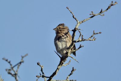 Vesper Sparrow