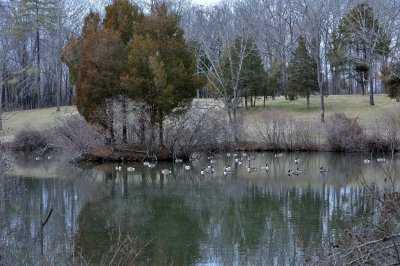 Wintering Canada Geese