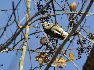 Yellow-bellied Sapsucker