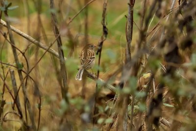 Field Sparrow