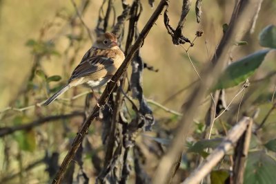 Field Sparrow