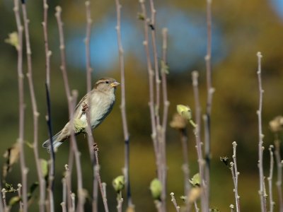 House Sparrow (Female)