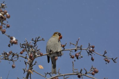 Pine Grosbeak (Female)