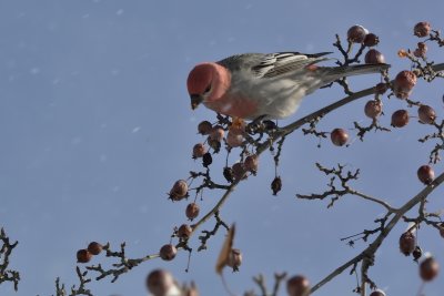 Pine Grosbeak (Male)