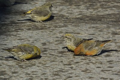 Red Crossbills